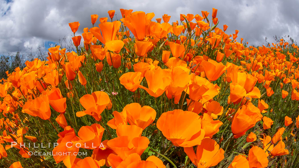 California Poppies, Rancho La Costa, Carlsbad. USA, Eschscholzia californica, natural history stock photograph, photo id 35192