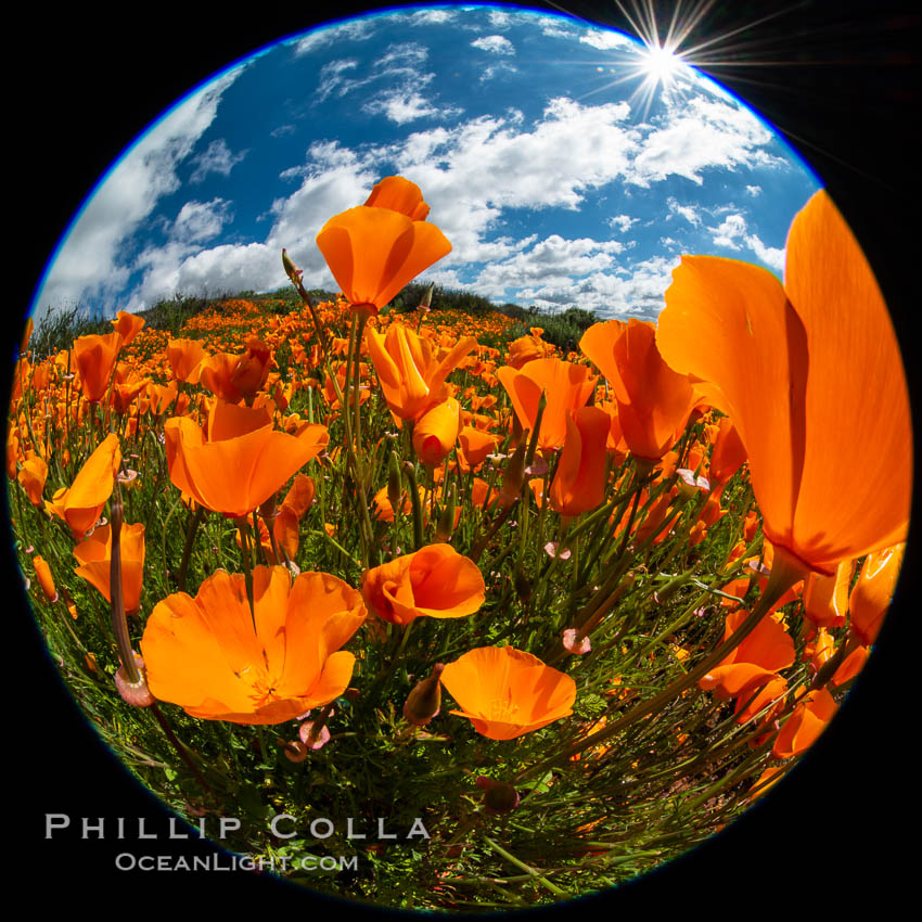 California Poppies, Rancho La Costa, Carlsbad, Eschscholzia californica