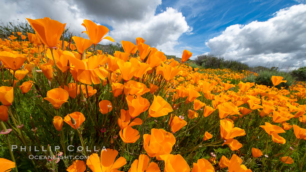 California Poppies, Rancho La Costa, Carlsbad. USA, Eschscholzia californica, natural history stock photograph, photo id 35191