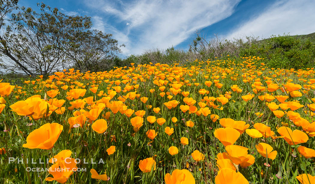 California Poppies, Rancho La Costa, Carlsbad., Eschscholzia californica, natural history stock photograph, photo id 33129