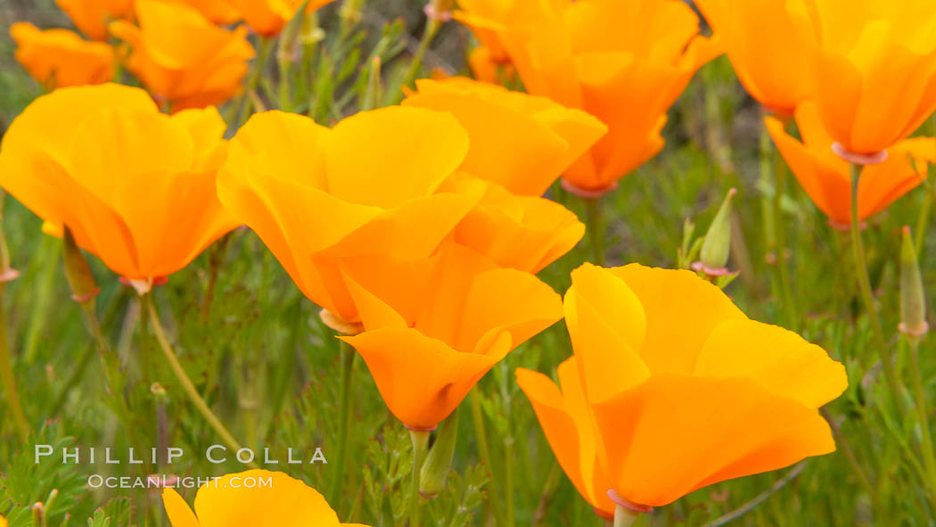 California Poppies, Rancho La Costa, Carlsbad. USA, Eschscholzia californica, natural history stock photograph, photo id 35185
