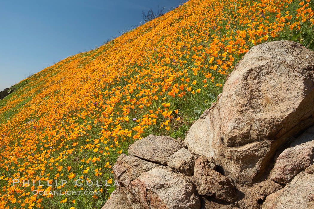Poppies and boulders. Del Dios, San Diego, California, USA, Eschscholtzia californica, Eschscholzia californica, natural history stock photograph, photo id 20502