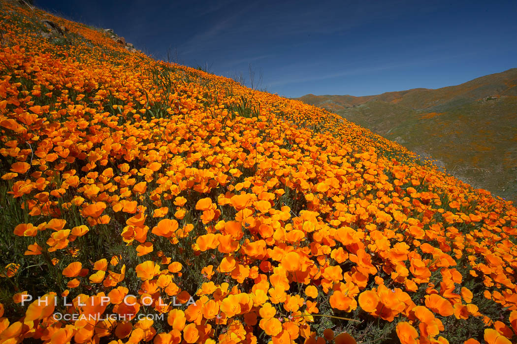 California poppies cover the hills in a brilliant springtime bloom. Elsinore, USA, Eschscholtzia californica, Eschscholzia californica, natural history stock photograph, photo id 20518