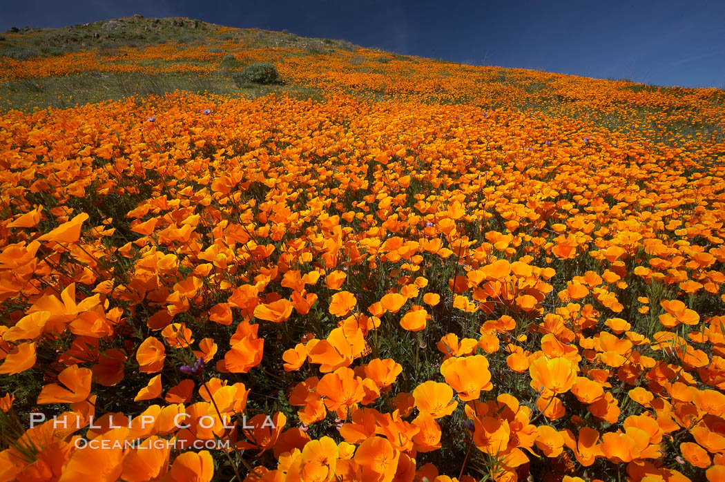 California poppies cover the hills in a brilliant springtime bloom. Elsinore, USA, Eschscholtzia californica, Eschscholzia californica, natural history stock photograph, photo id 20526