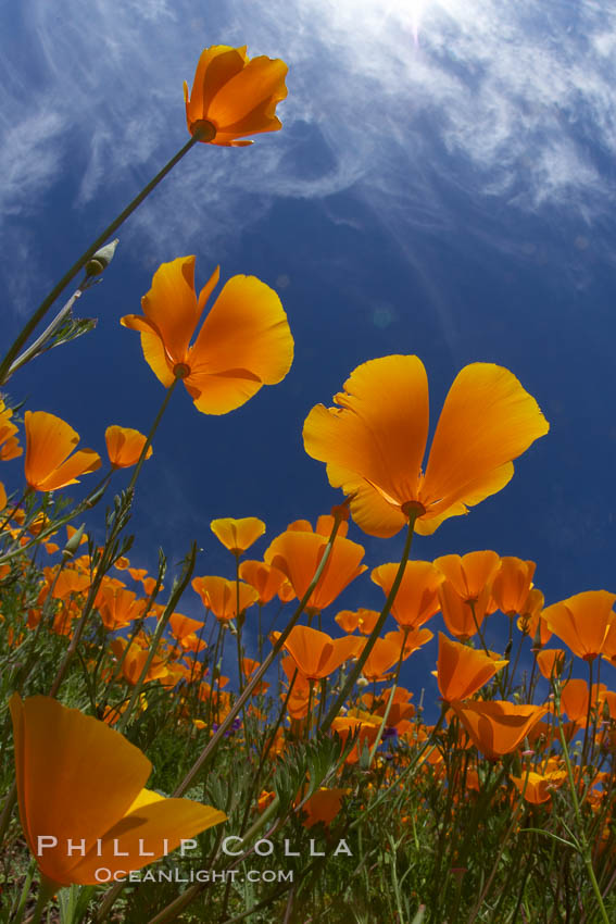 California poppy plants viewed from the perspective of a bug walking below the bright orange blooms. Del Dios, San Diego, USA, Eschscholtzia californica, Eschscholzia californica, natural history stock photograph, photo id 20542