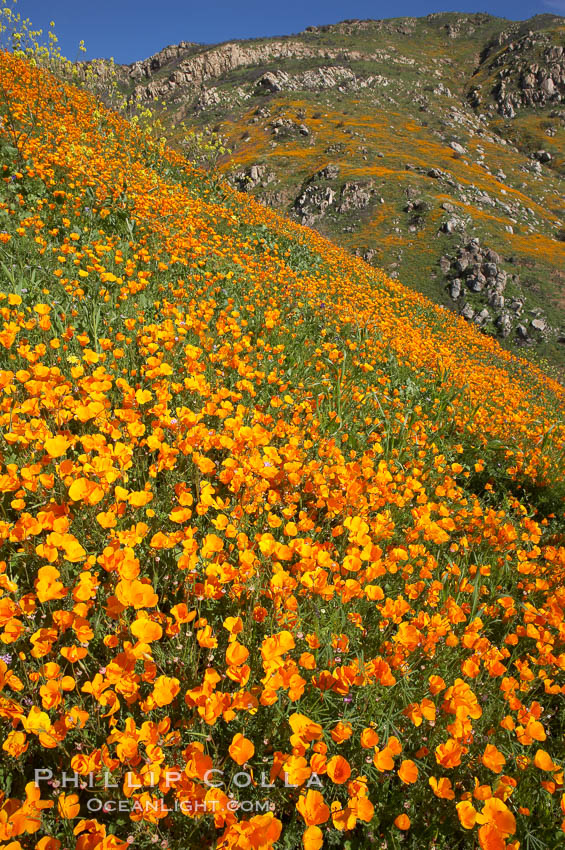 California poppy plants carpet the hills of Del Dios above Lake Hodges. San Diego, USA, Eschscholtzia californica, Eschscholzia californica, natural history stock photograph, photo id 20890