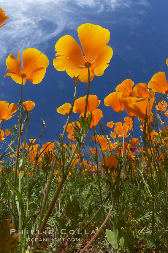 California poppy plants viewed from the perspective of a bug walking below the bright orange blooms. Del Dios, San Diego, USA, Eschscholtzia californica, Eschscholzia californica, natural history stock photograph, photo id 20898