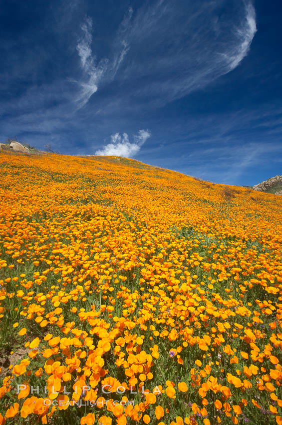 California poppies cover the hillsides in bright orange, just months after the area was devastated by wildfires. Del Dios, San Diego, USA, Eschscholtzia californica, Eschscholzia californica, natural history stock photograph, photo id 20492