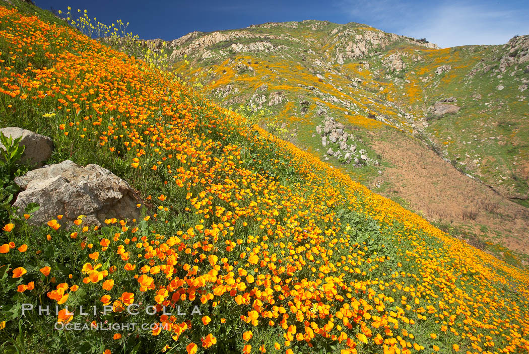 California poppies cover the hillsides in bright orange, just months after the area was devastated by wildfires. Del Dios, San Diego, USA, Eschscholtzia californica, Eschscholzia californica, natural history stock photograph, photo id 20524