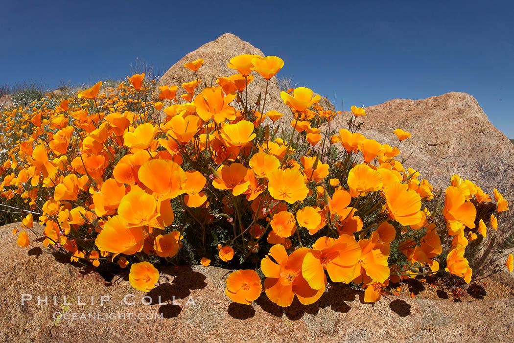 California poppies cover the hills in a brilliant springtime bloom. Elsinore, USA, Eschscholtzia californica, Eschscholzia californica, natural history stock photograph, photo id 20896
