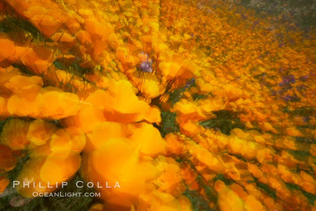 California poppy plants carpet the hills of Del Dios above Lake Hodges. San Diego, USA, Eschscholtzia californica, Eschscholzia californica, natural history stock photograph, photo id 20900