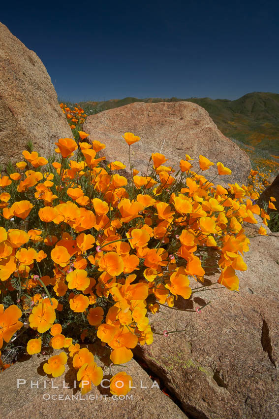 California poppies bloom amidst rock boulders. Elsinore, USA, Eschscholtzia californica, Eschscholzia californica, natural history stock photograph, photo id 20495