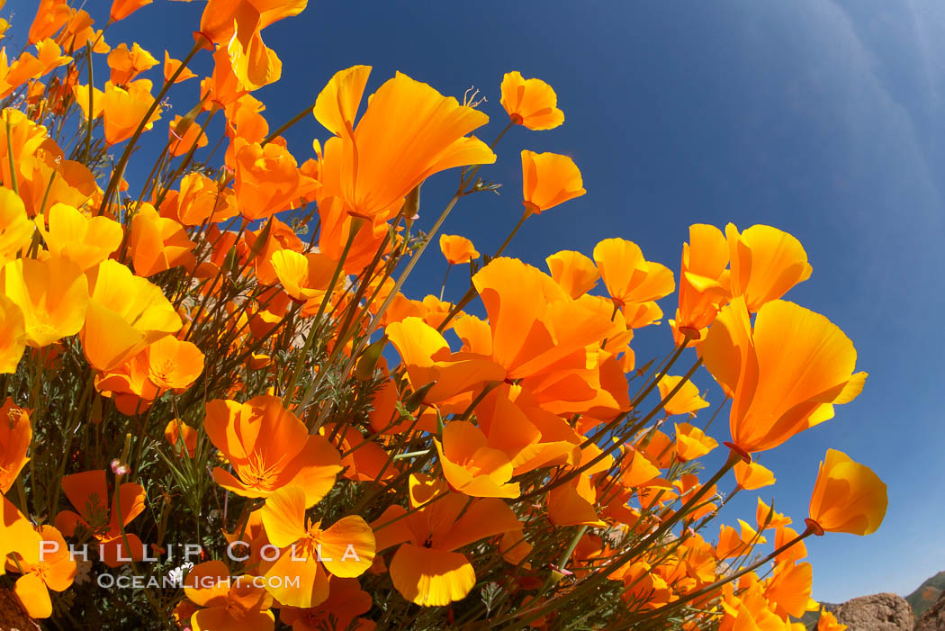 Image 20507, California poppy plants viewed from the perspective of a bug walking below the bright orange blooms. Elsinore, USA, Eschscholtzia californica, Eschscholzia californica, Phillip Colla, all rights reserved worldwide. Keywords: bloom, bouquet, california, california poppies, california poppy, elsinore, environment, eschscholtzia californica, eschscholzia californica, floral, flower, hill, meadow, nature, orange, outdoors, outside, plant, poppies, poppy, spring, usa, wildflower, yellow.