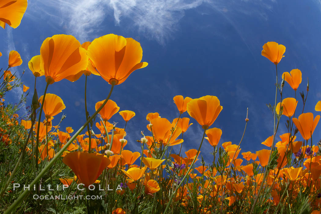 California poppy plants viewed from the perspective of a bug walking below the bright orange blooms. Del Dios, San Diego, USA, Eschscholtzia californica, Eschscholzia californica, natural history stock photograph, photo id 20547