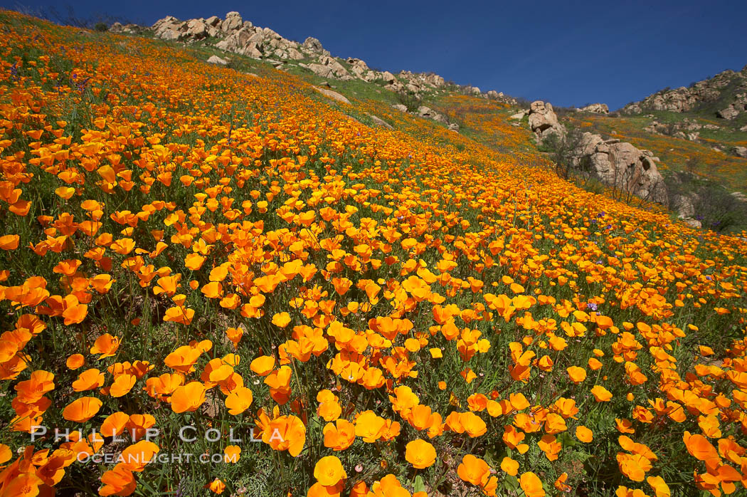 California poppy plants carpet the hills of Del Dios above Lake Hodges. San Diego, USA, Eschscholtzia californica, Eschscholzia californica, natural history stock photograph, photo id 20891