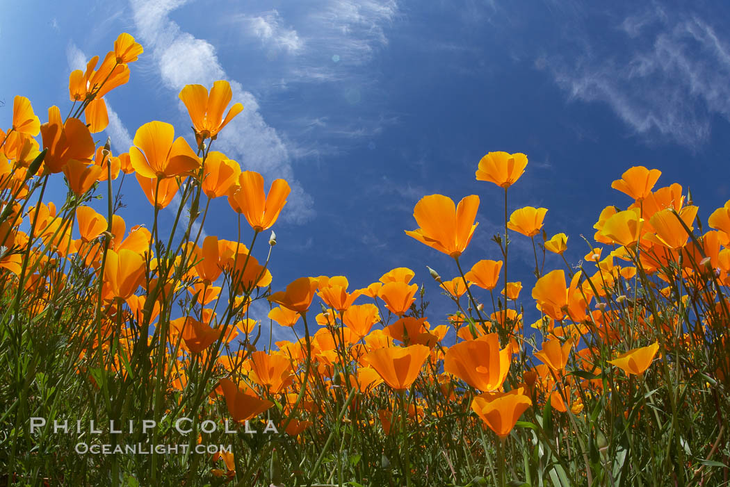 California poppy plants viewed from the perspective of a bug walking below the bright orange blooms. Del Dios, San Diego, USA, Eschscholtzia californica, Eschscholzia californica, natural history stock photograph, photo id 20899