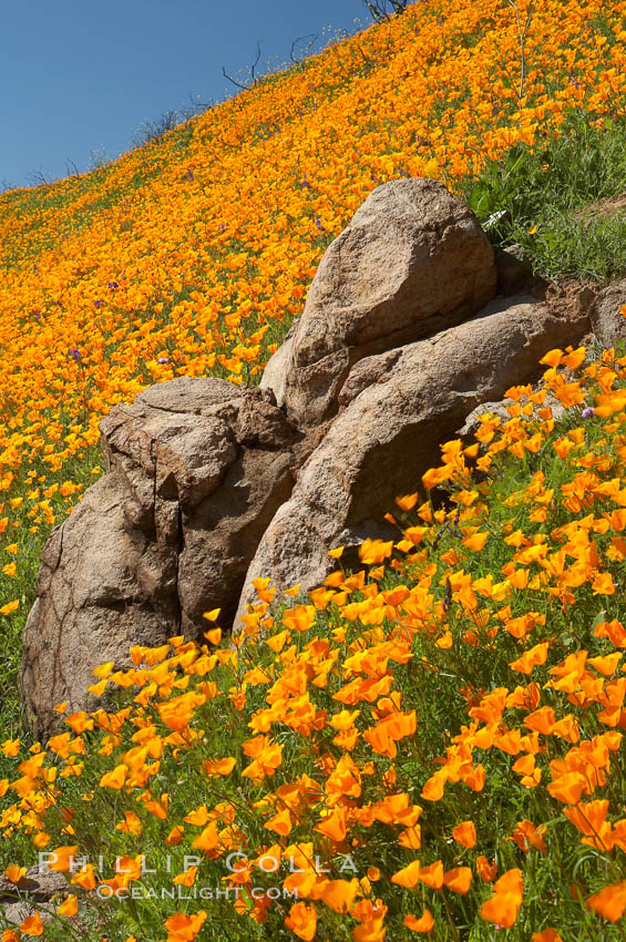 Poppies and boulders. Del Dios, San Diego, California, USA, Eschscholtzia californica, Eschscholzia californica, natural history stock photograph, photo id 20517
