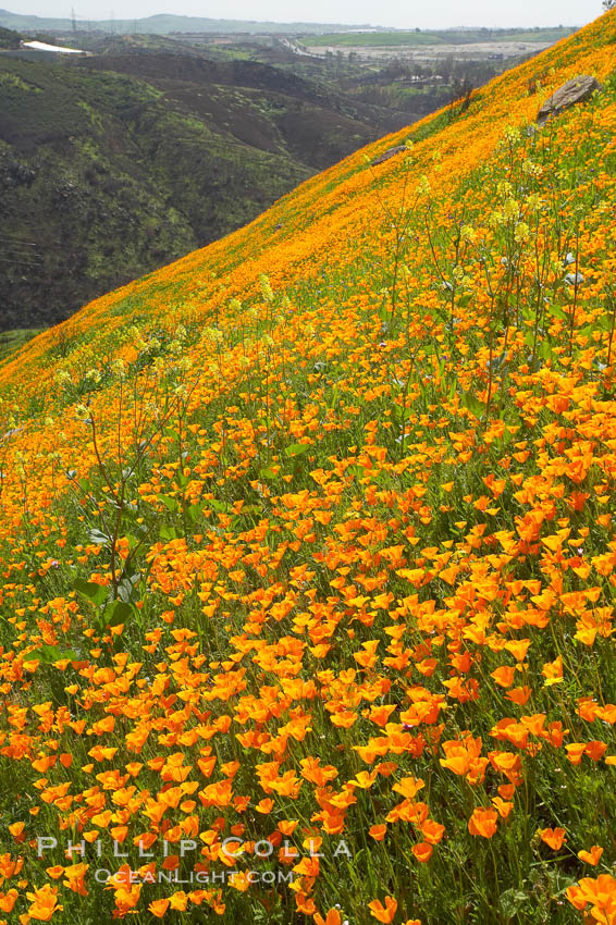 California poppies cover the hillsides in bright orange, just months after the area was devastated by wildfires. Del Dios, San Diego, USA, Eschscholtzia californica, Eschscholzia californica, natural history stock photograph, photo id 20521