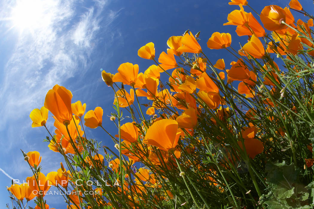 California poppy plants viewed from the perspective of a bug walking below the bright orange blooms. Del Dios, San Diego, USA, Eschscholtzia californica, Eschscholzia californica, natural history stock photograph, photo id 20897