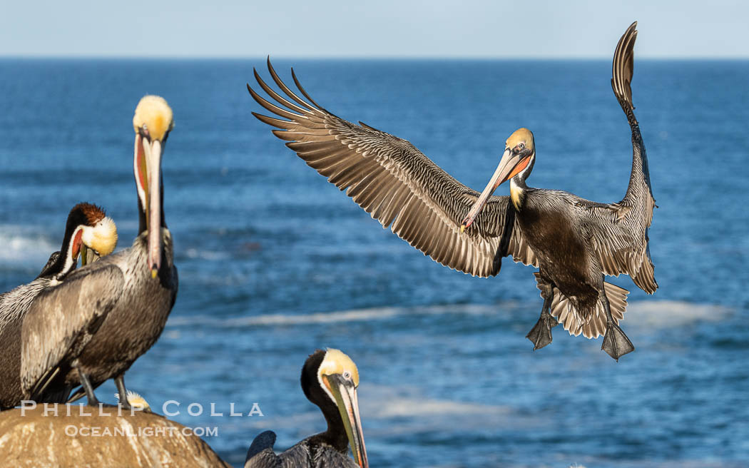 California Race of Brown Pelican in Flight over the Pacific Ocean. Adult winter breeding plumage. Wings spread wide to slow as it lands on a steep sea cliff. La Jolla, USA, Pelecanus occidentalis, Pelecanus occidentalis californicus, natural history stock photograph, photo id 40036