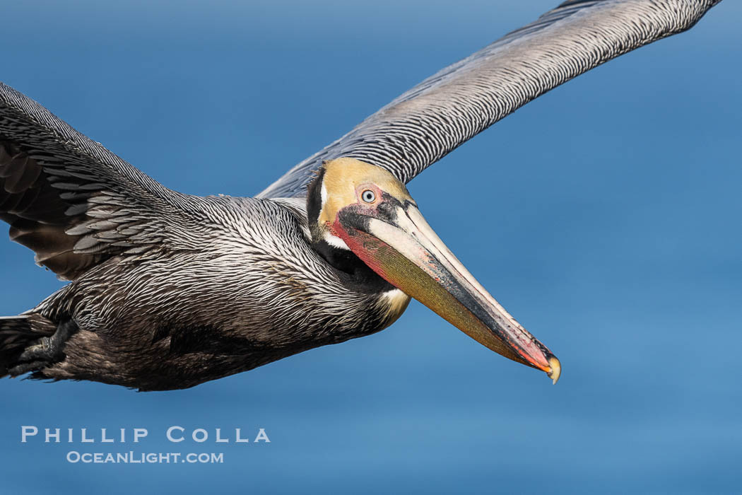 California Race of Brown Pelican in Flight over the Pacific Ocean. Adult winter breeding plumage., Pelecanus occidentalis, Pelecanus occidentalis californicus, natural history stock photograph, photo id 40039