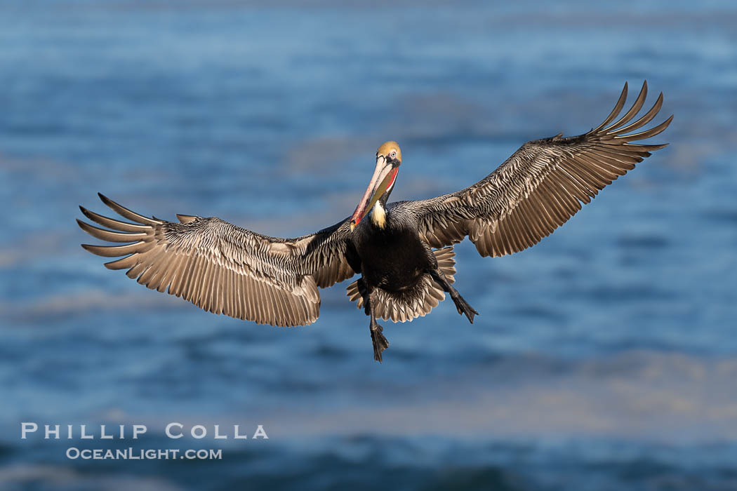 California Race of Brown Pelican in Flight over the Pacific Ocean. Adult winter breeding plumage. Wings spread wide to slow as it lands on a steep sea cliff. La Jolla, USA, Pelecanus occidentalis, Pelecanus occidentalis californicus, natural history stock photograph, photo id 40037