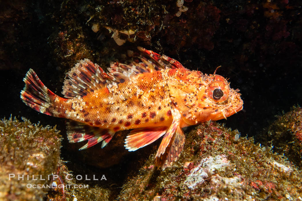 California Scorpionfish, Scorpaena guttata, Juvenile, Catalina Island., Scorpaena guttata, natural history stock photograph, photo id 40519