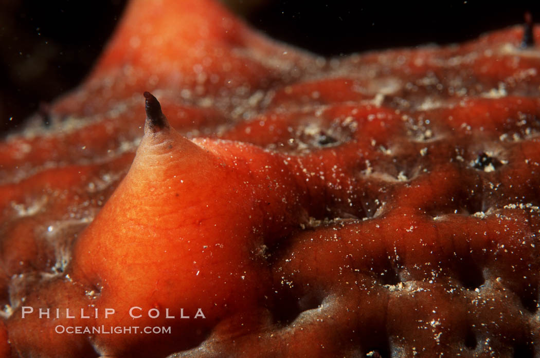 California sea cucumber detail. San Diego, USA, Parastichopus californicus, natural history stock photograph, photo id 00607