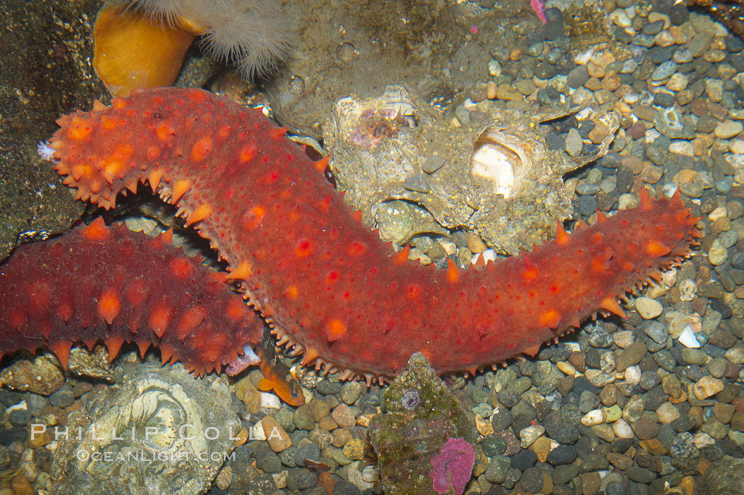 California Sea Cucumber Photo, Stock Photograph of a California Sea ...