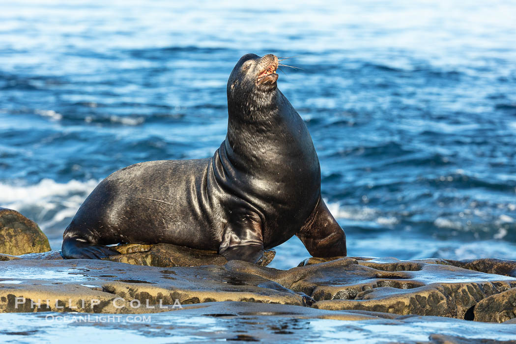 California Sea Lion adult male, La Jolla, California., Zalophus californianus, natural history stock photograph, photo id 40195