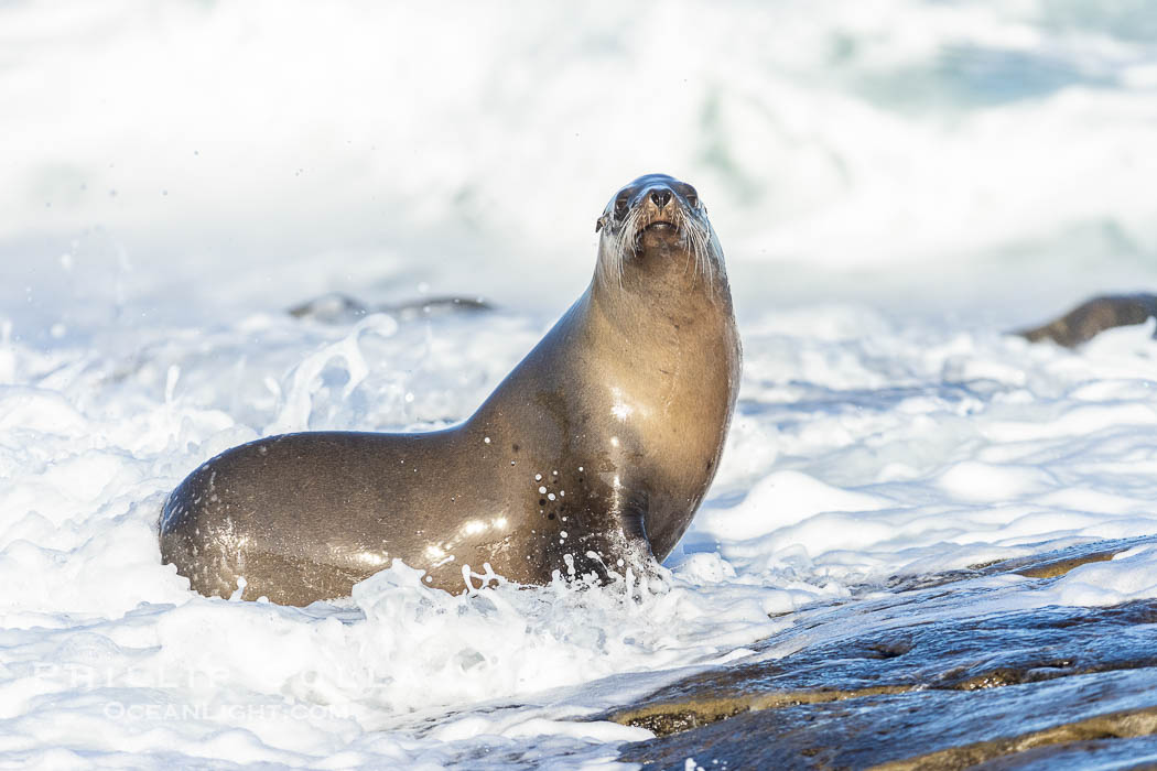 California Sea Lion Amidst Crashing Waves on Point La Jolla. USA, natural history stock photograph, photo id 39126