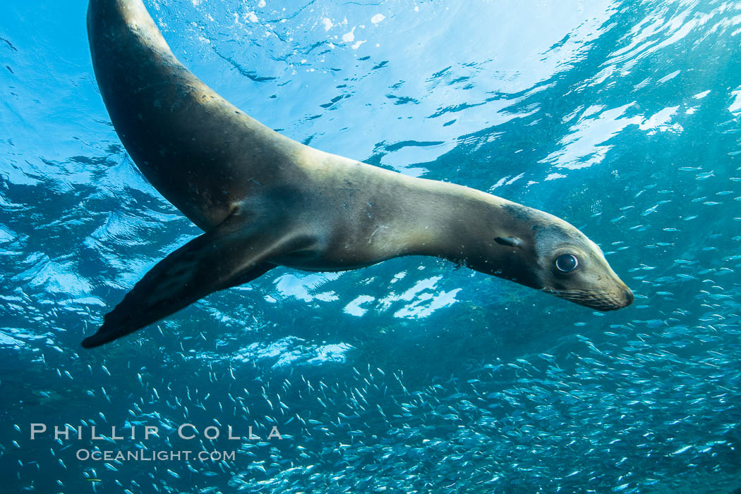 California sea lion and school of sardines underwater, Sea of Cortez, Baja California. Mexico, Zalophus californianus, natural history stock photograph, photo id 31306