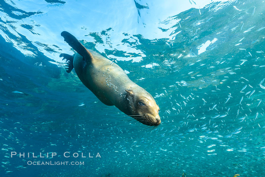 California sea lion and school of sardines underwater, Sea of Cortez, Baja California. Mexico, Zalophus californianus, natural history stock photograph, photo id 31227