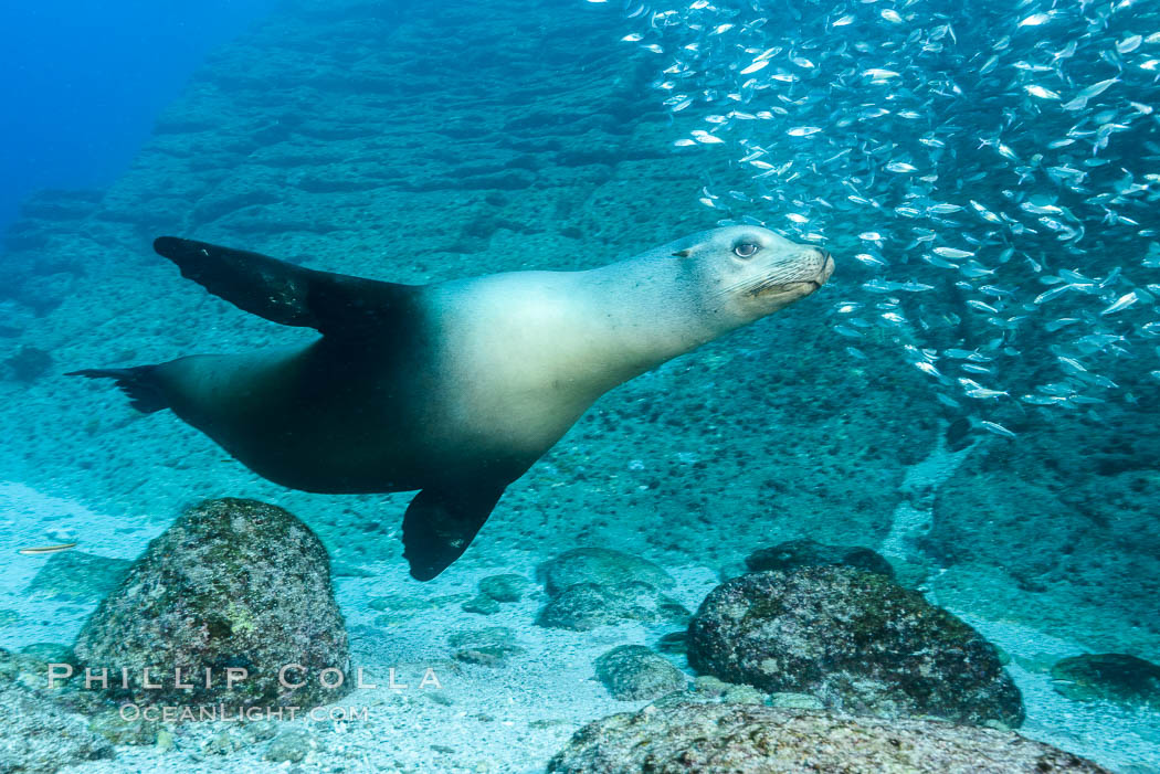 California sea lion and school of sardines underwater, Sea of Cortez, Baja California. Mexico, Zalophus californianus, natural history stock photograph, photo id 31235