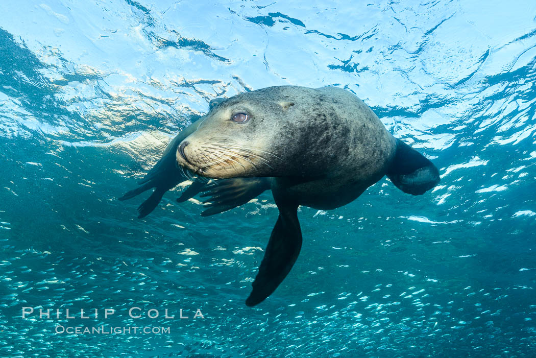 California sea lion and school of sardines underwater, Sea of Cortez, Baja California. Mexico, Zalophus californianus, natural history stock photograph, photo id 31217