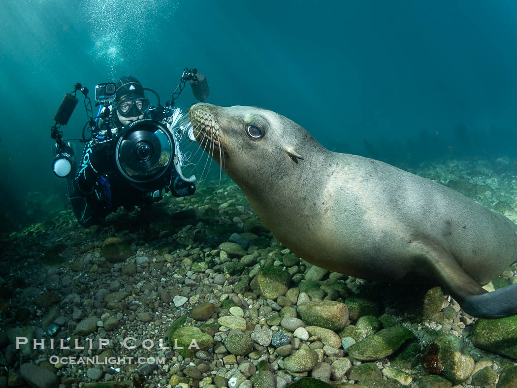 California Sea Lion and Underwater Photographer Celia Kujala at the Coronado Islands, Mexico. Coronado Islands (Islas Coronado), Baja California, Zalophus californianus, natural history stock photograph, photo id 39954