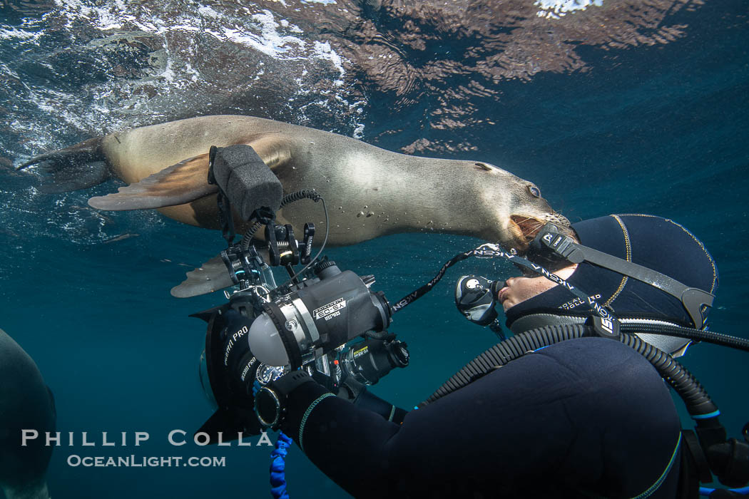 California Sea Lion Nibbles the Dive Mask of an Underwater Photographer at the Coronado Islands, Mexico. Sea lions, especially young ones, are very inquisitive and will often test the gear that divers have the only way they can, by nibbling and rubbing it with their foreflippers, Zalophus californianus, Coronado Islands (Islas Coronado)