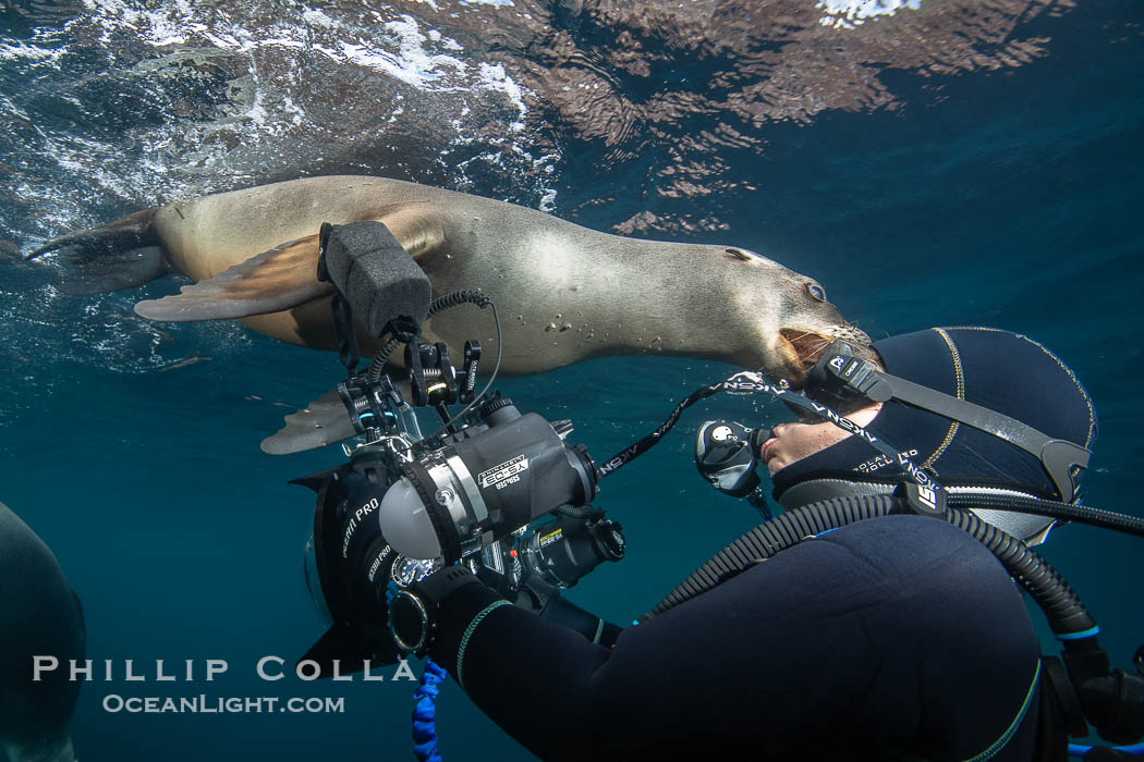 California Sea Lion Nibbles the Dive Mask of an Underwater Photographer at the Coronado Islands, Mexico. Sea lions, especially young ones, are very inquisitive and will often test the gear that divers have the only way they can, by nibbling and rubbing it with their foreflippers, Zalophus californianus, Coronado Islands (Islas Coronado) California Sea Lion Nibbles the Dive Mask of an Underwater Photographer at the Coronado Islands, Mexico. Sea lions, especially young ones, are very inquisitive and will often test the gear that divers have the only way they can, by nibbling and rubbing it with their foreflippers, Zalophus californianus, Coronado Islands (Islas Coronado)