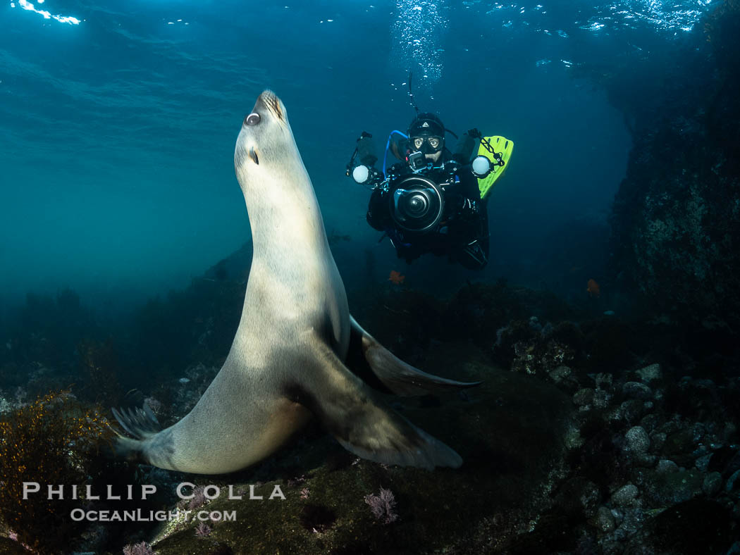 California Sea Lion and Underwater Photographer Underwater, Coronado Islands, Baja California, Mexico., Zalophus californianus, natural history stock photograph, photo id 36488