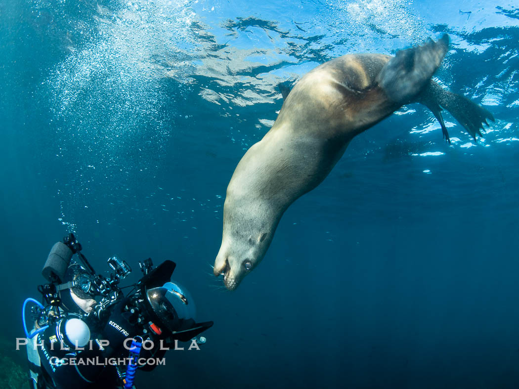 Inverted California Sea Lion Checks Out the Underwater Photographer taking its picture at the Coronado Islands, Mexico, Zalophus californianus, Coronado Islands (Islas Coronado)