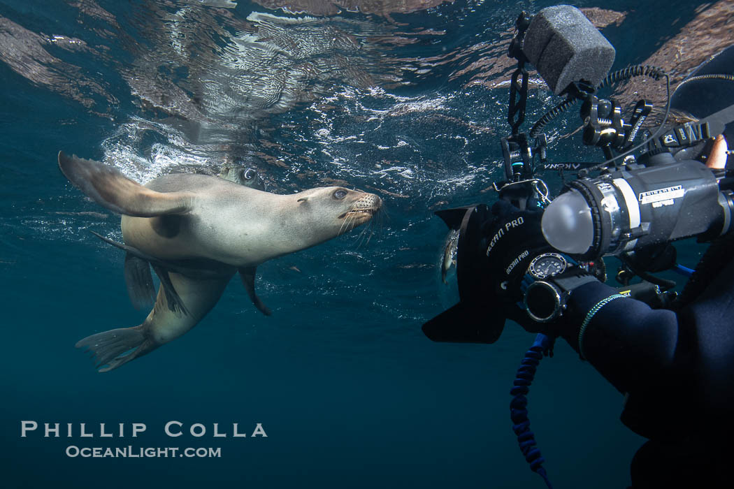 California Sea Lion and Underwater Photographer at the Coronado Islands, Mexico., Zalophus californianus, natural history stock photograph, photo id 39985