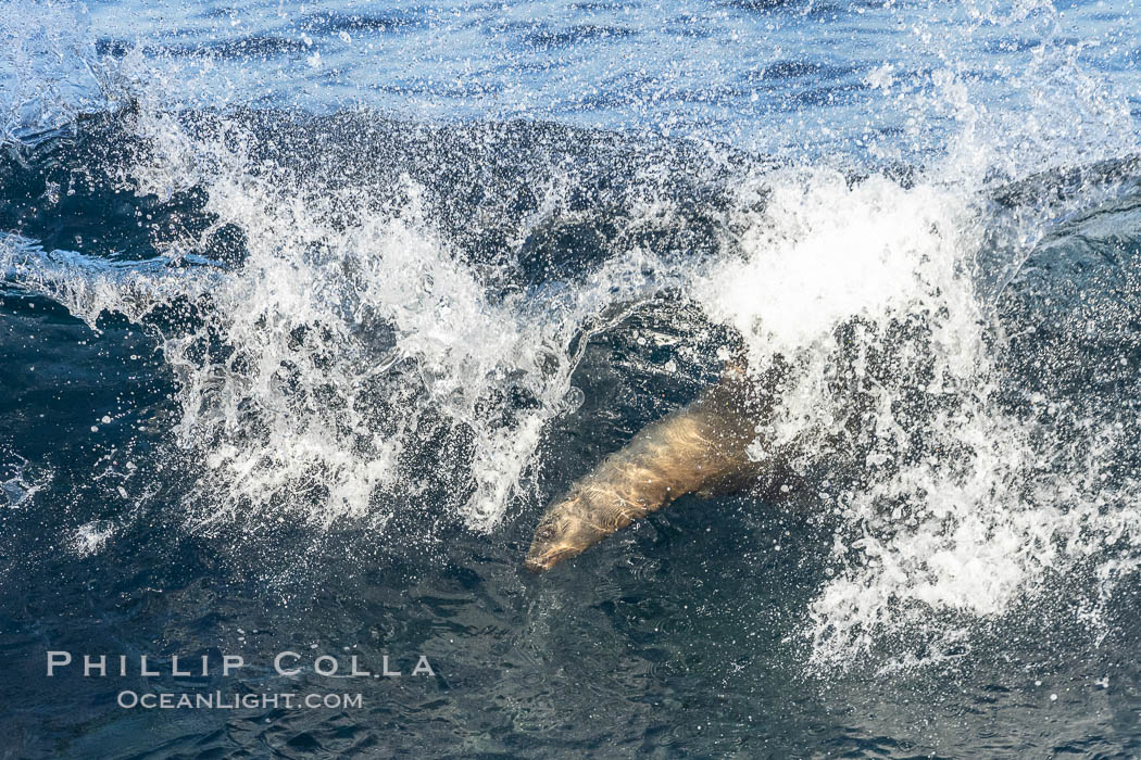 California sea lion body surfing on large waves, shorebreak, La Jolla. USA, Zalophus californianus, natural history stock photograph, photo id 37534