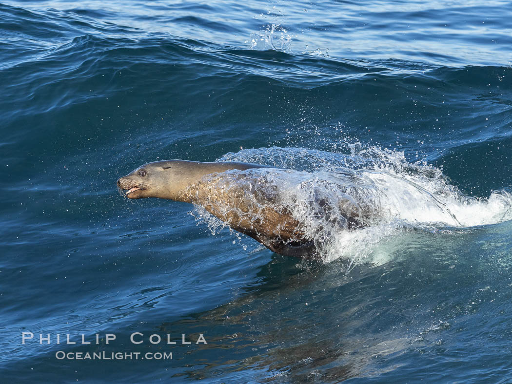 California sea lion body surfing on large waves, shorebreak, La Jolla. USA, Zalophus californianus, natural history stock photograph, photo id 37542