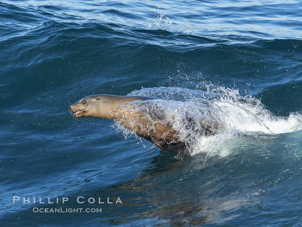 California sea lion body surfing on large waves, shorebreak, La Jolla, Zalophus californianus