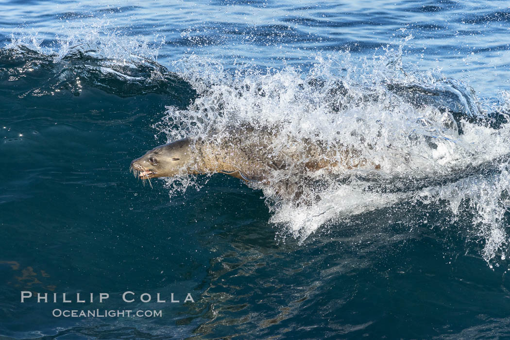 California sea lion body surfing on large waves, shorebreak, La Jolla. USA, Zalophus californianus, natural history stock photograph, photo id 37532