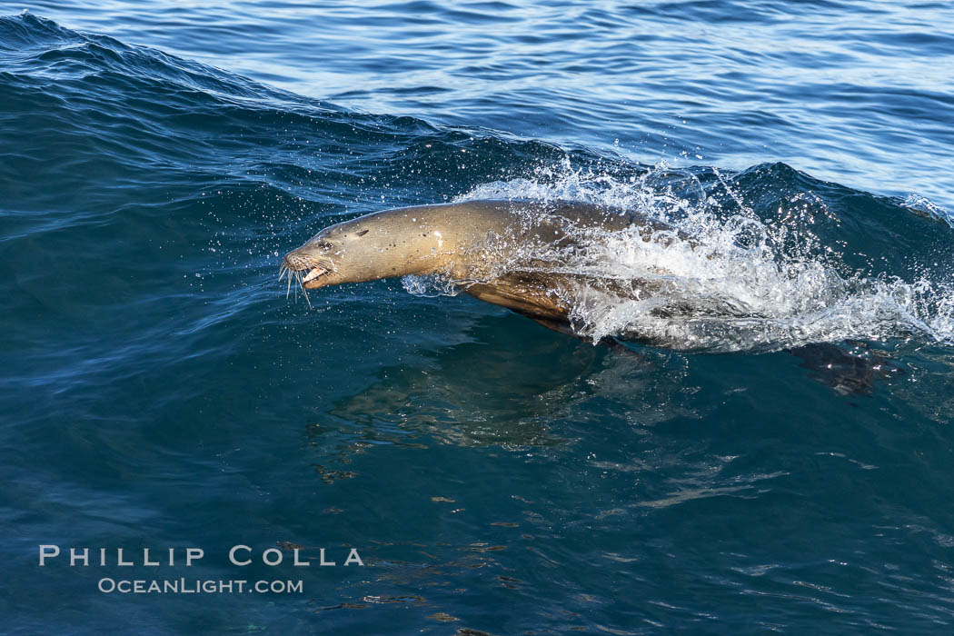 California sea lion body surfing on large waves, shorebreak, La Jolla. USA, Zalophus californianus, natural history stock photograph, photo id 37544