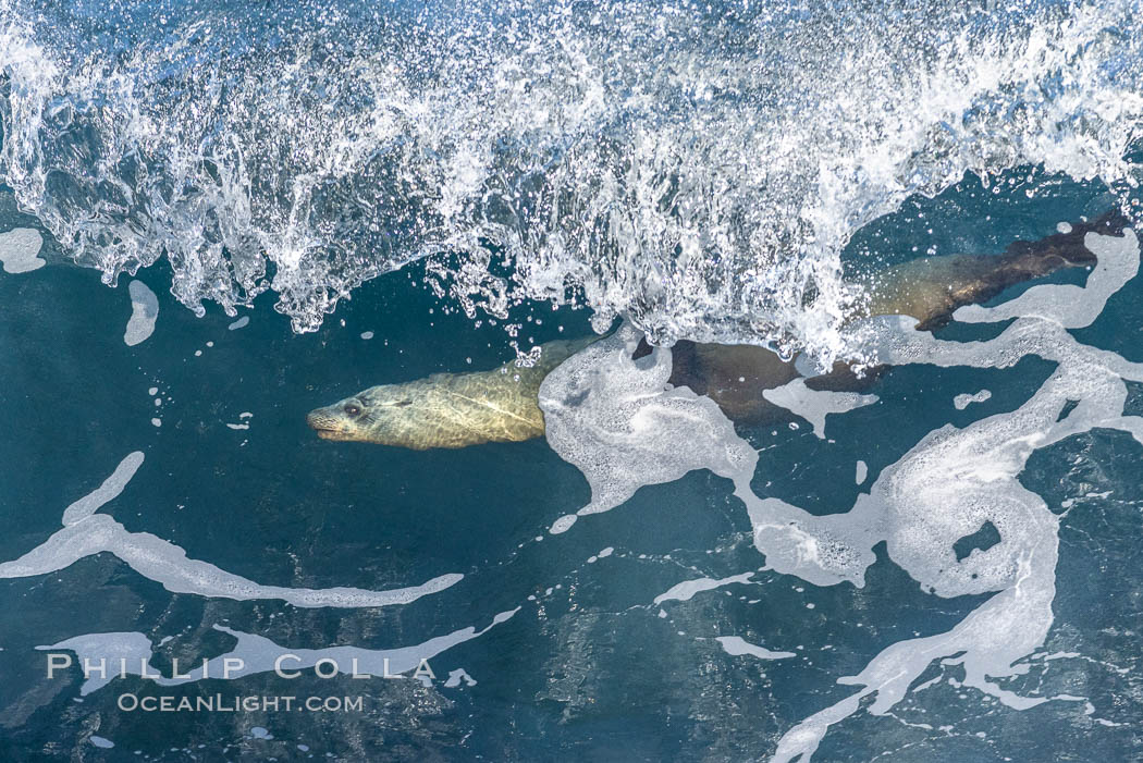 California sea lion body surfing on large waves, shorebreak, La Jolla, Zalophus californianus