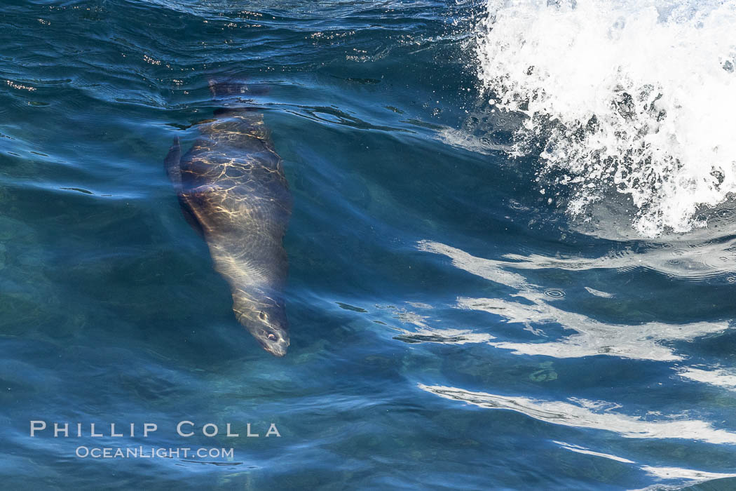 California sea lion body surfing on large waves, shorebreak, La Jolla. USA, Zalophus californianus, natural history stock photograph, photo id 37535