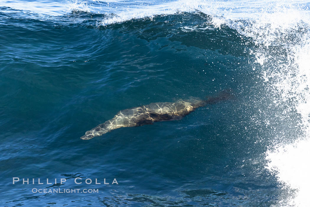 California sea lion body surfing on large waves, shorebreak, La Jolla. USA, Zalophus californianus, natural history stock photograph, photo id 37539