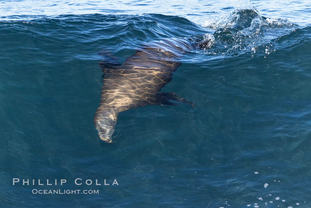 California sea lion body surfing on large waves, shorebreak, La Jolla, Zalophus californianus